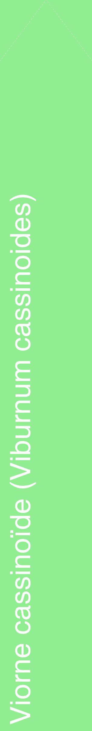 Étiquette de : Viburnum cassinoides - format c - style blanche15_simplehel avec comestibilité