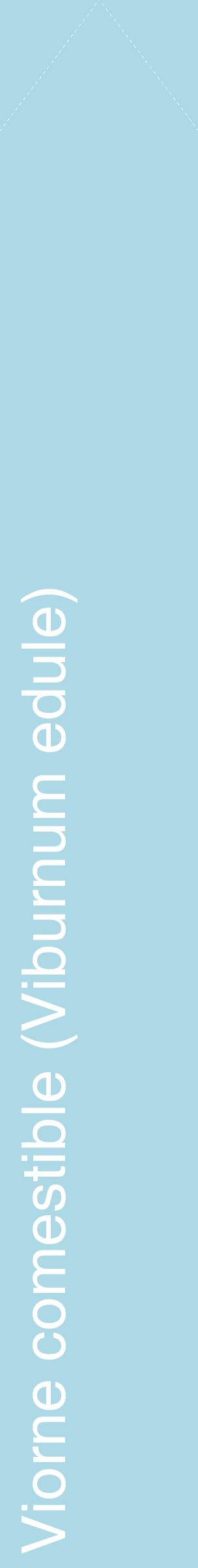 Étiquette de : Viburnum edule - format c - style blanche0_simplehel avec comestibilité