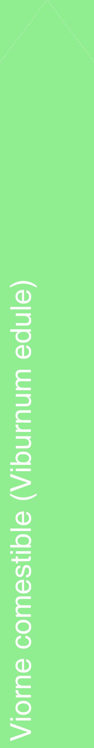 Étiquette de : Viburnum edule - format c - style blanche15_simplehel avec comestibilité