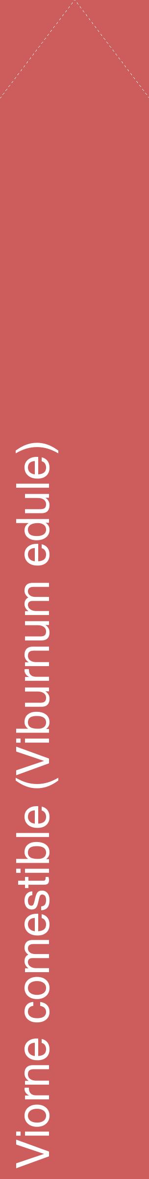 Étiquette de : Viburnum edule - format c - style blanche35_simplehel avec comestibilité
