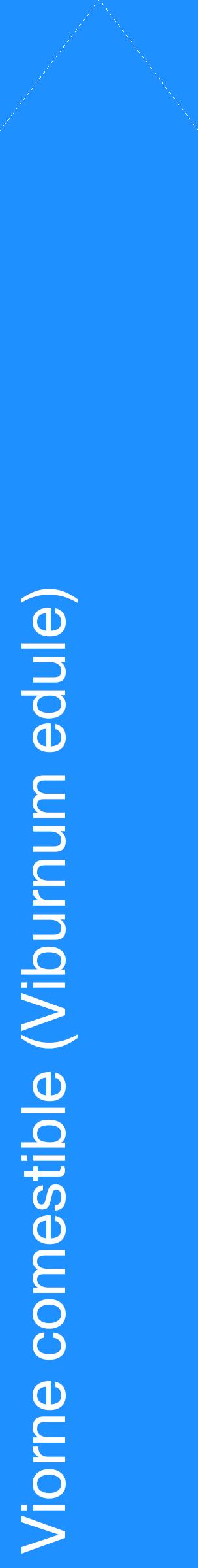 Étiquette de : Viburnum edule - format c - style blanche3_simplehel avec comestibilité