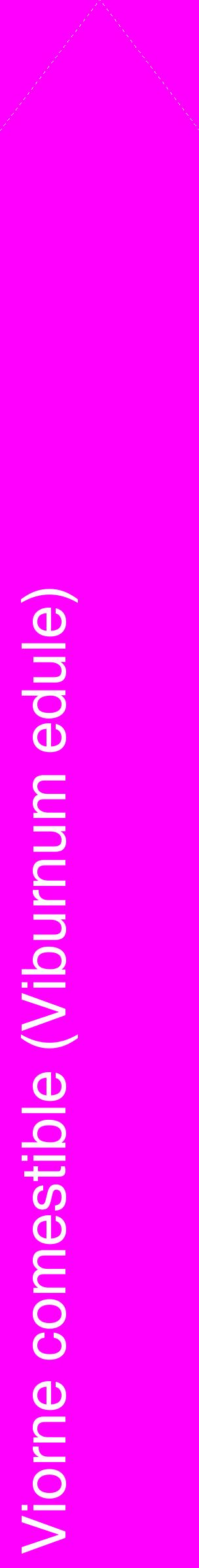 Étiquette de : Viburnum edule - format c - style blanche51_simplehel avec comestibilité