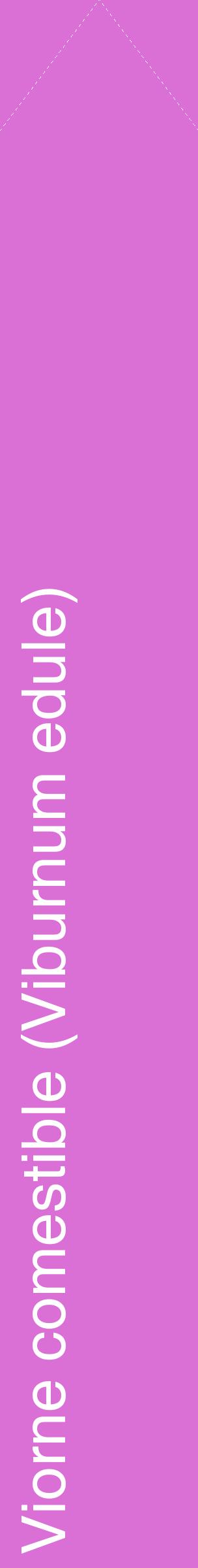 Étiquette de : Viburnum edule - format c - style blanche52_simplehel avec comestibilité