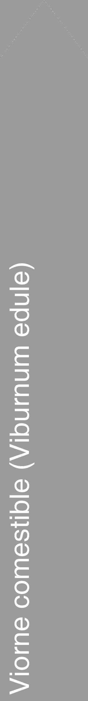 Étiquette de : Viburnum edule - format c - style blanche52_simple_simplehel avec comestibilité - position verticale