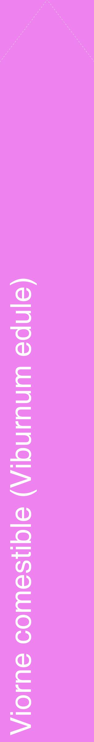 Étiquette de : Viburnum edule - format c - style blanche53_simplehel avec comestibilité