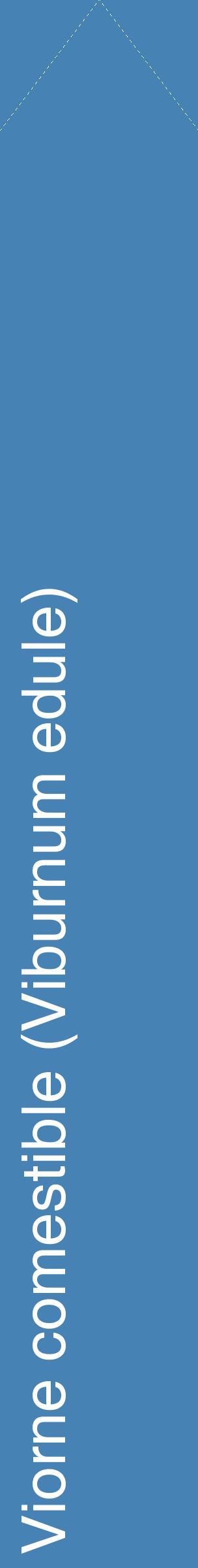 Étiquette de : Viburnum edule - format c - style blanche5_simplehel avec comestibilité