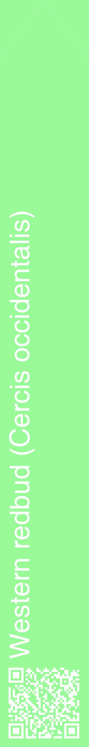 Étiquette de : Cercis occidentalis - format c - style blanche14_simplehel avec qrcode et comestibilité