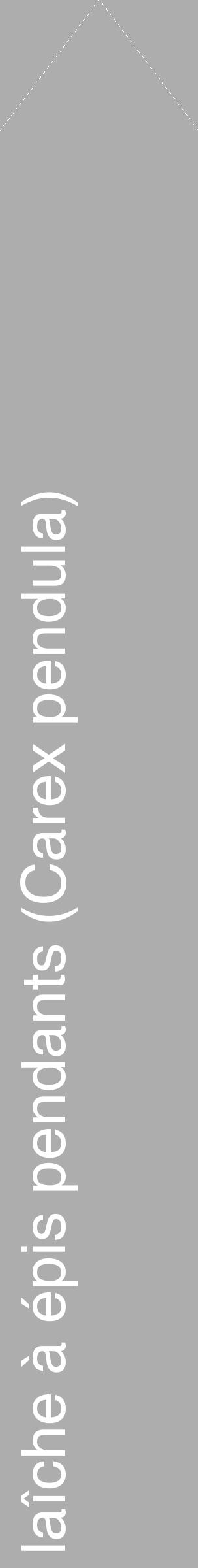 Étiquette de : Carex pendula - format c - style blanche22_simple_simplehel avec comestibilité - position verticale