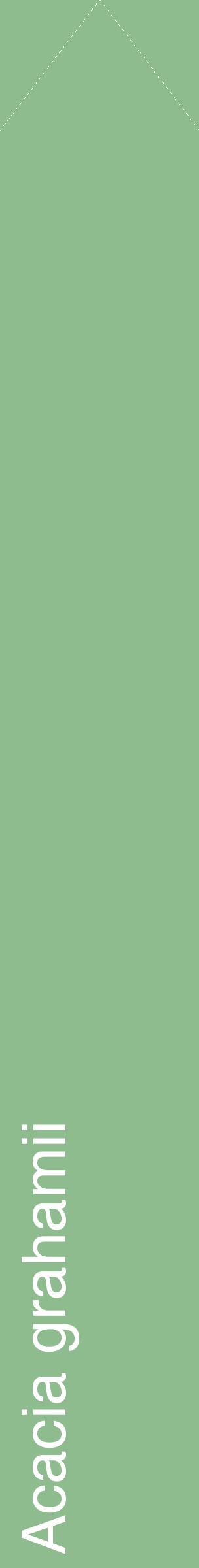 Étiquette de : Acacia grahamii - format c - style blanche13_simplehel avec comestibilité
