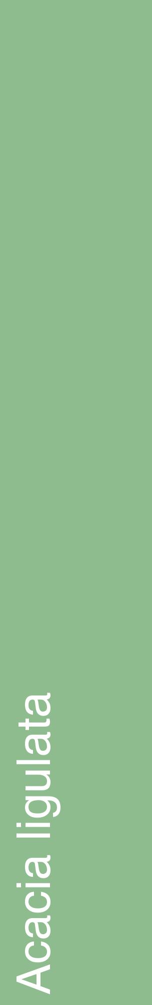 Étiquette de : Acacia ligulata - format c - style blanche13_basiquehel avec comestibilité