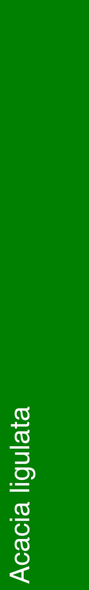 Étiquette de : Acacia ligulata - format c - style blanche9_basiquehel avec comestibilité