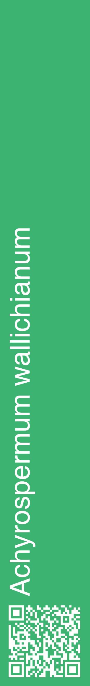 Étiquette de : Achyrospermum wallichianum - format c - style blanche12_basiquehel avec qrcode et comestibilité
