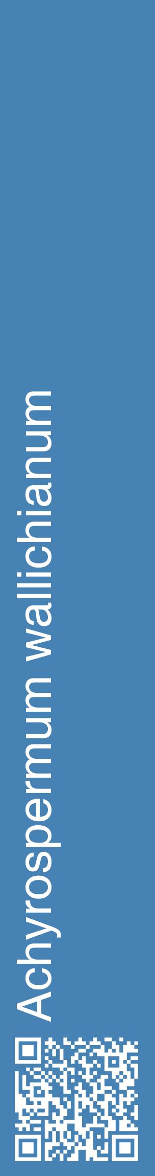 Étiquette de : Achyrospermum wallichianum - format c - style blanche5_basiquehel avec qrcode et comestibilité