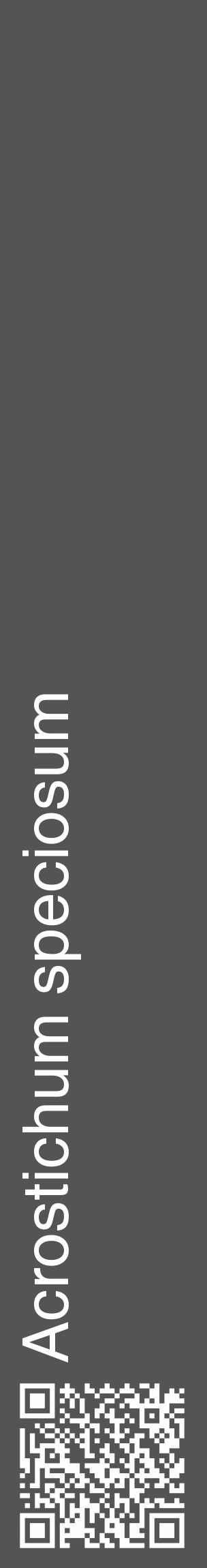 Étiquette de : Acrostichum speciosum - format c - style blanche30_basique_basiquehel avec qrcode et comestibilité - position verticale