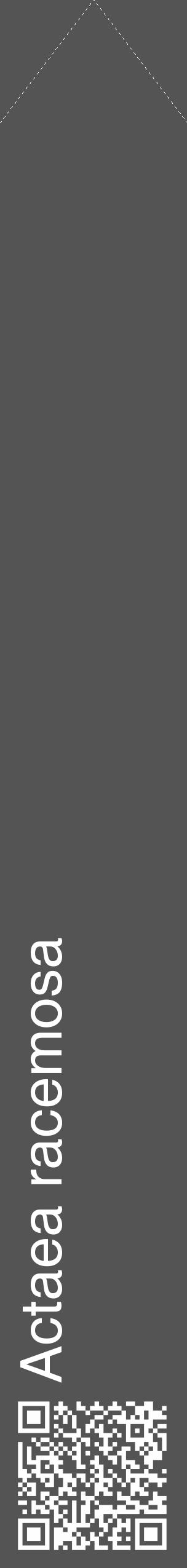 Étiquette de : Actaea racemosa - format c - style blanche30_simple_simplehel avec qrcode et comestibilité - position verticale