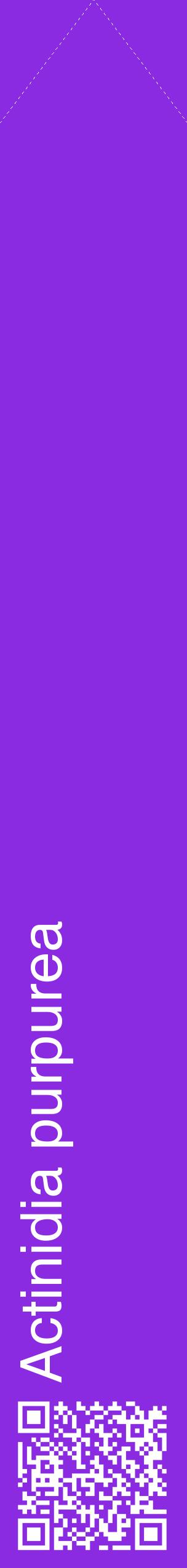 Étiquette de : Actinidia purpurea - format c - style blanche49_simplehel avec qrcode et comestibilité