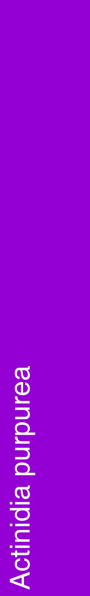 Étiquette de : Actinidia purpurea - format c - style blanche48_basiquehel avec comestibilité