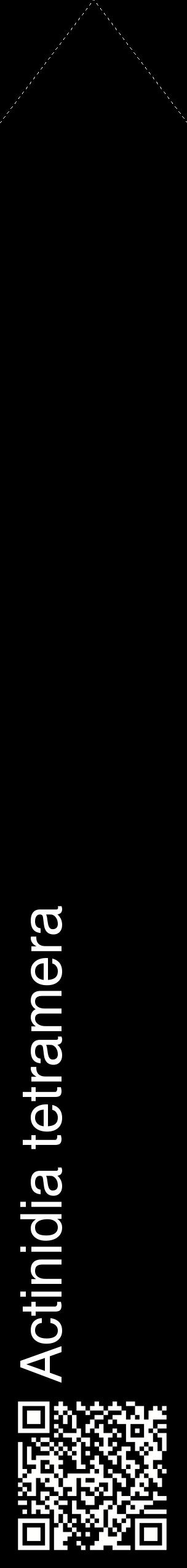 Étiquette de : Actinidia tetramera - format c - style blanche59_simplehel avec qrcode et comestibilité