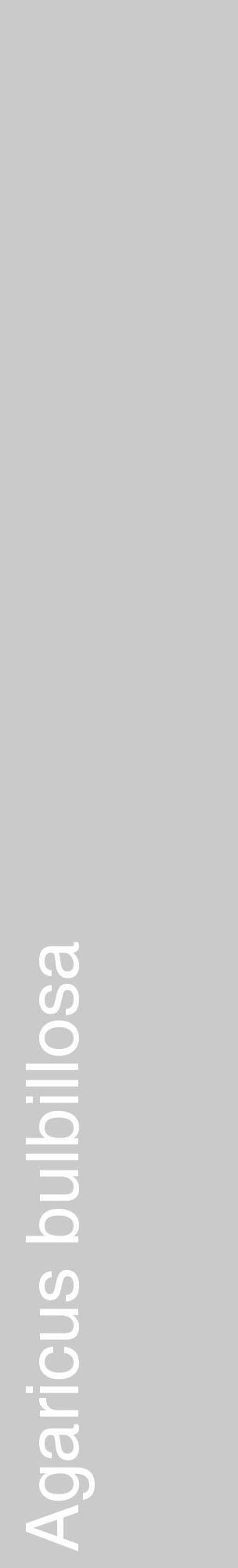 Étiquette de : Agaricus bulbillosa - format c - style blanche21_basique_basiquehel avec comestibilité - position verticale
