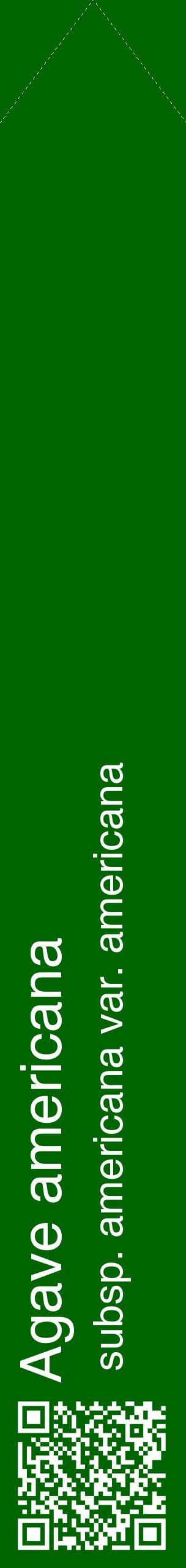 Étiquette de : Agave americana subsp. americana var. americana - format c - style blanche8_simplehel avec qrcode et comestibilité