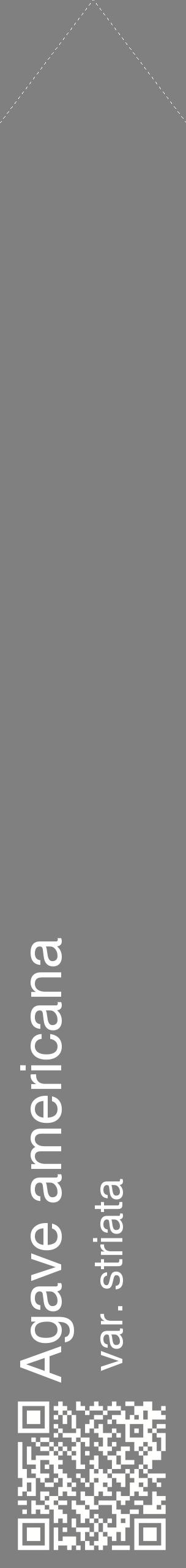 Étiquette de : Agave americana var. striata - format c - style blanche57_simplehel avec qrcode et comestibilité