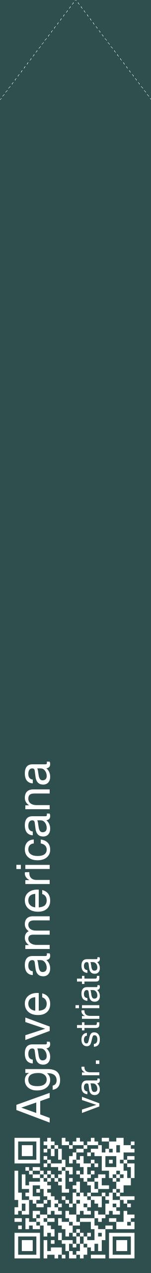 Étiquette de : Agave americana var. striata - format c - style blanche58_simplehel avec qrcode et comestibilité