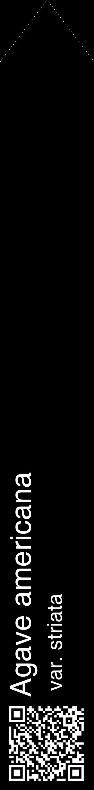 Étiquette de : Agave americana var. striata - format c - style blanche59_simplehel avec qrcode et comestibilité