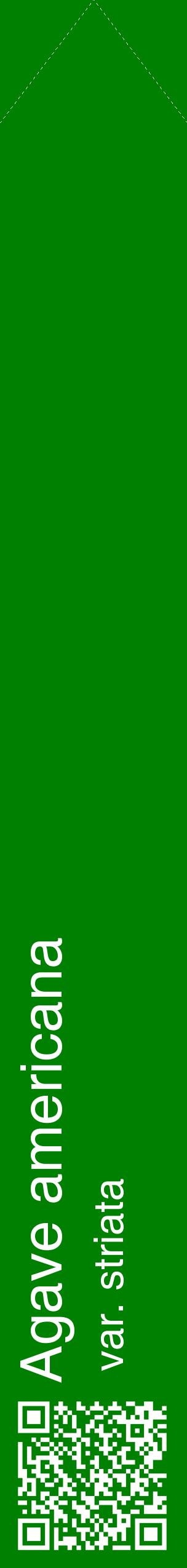 Étiquette de : Agave americana var. striata - format c - style blanche9_simplehel avec qrcode et comestibilité