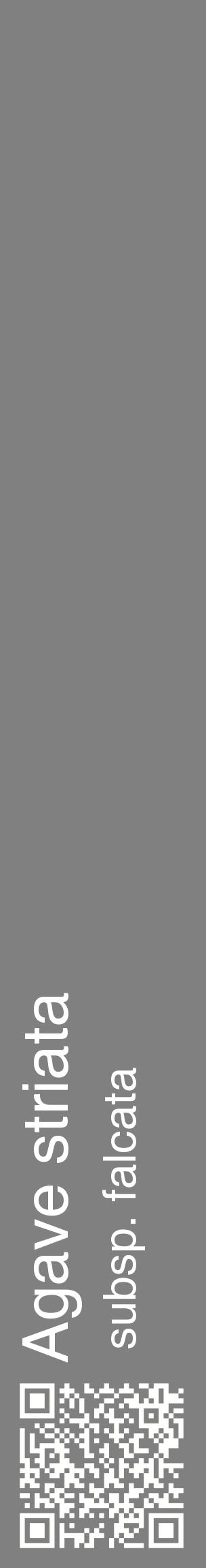 Étiquette de : Agave striata subsp. falcata - format c - style blanche57_basiquehel avec qrcode et comestibilité