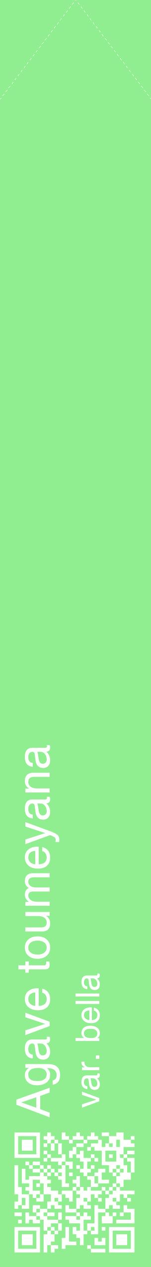 Étiquette de : Agave toumeyana var. bella - format c - style blanche15_simplehel avec qrcode et comestibilité