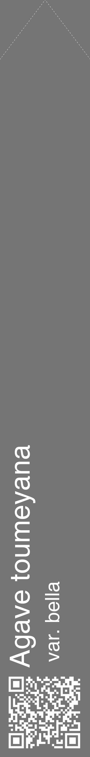 Étiquette de : Agave toumeyana var. bella - format c - style blanche5_simple_simplehel avec qrcode et comestibilité - position verticale