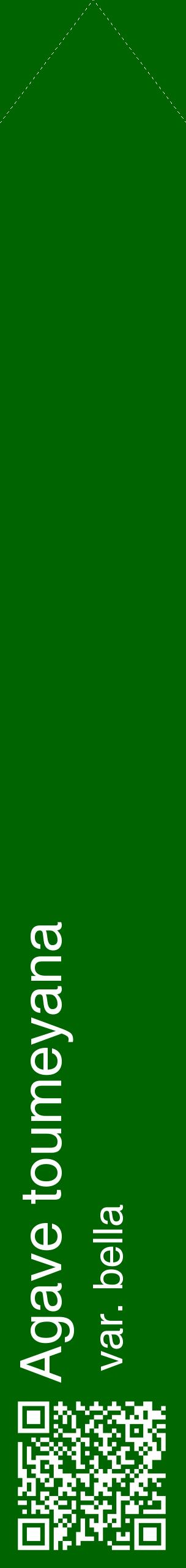 Étiquette de : Agave toumeyana var. bella - format c - style blanche8_simplehel avec qrcode et comestibilité