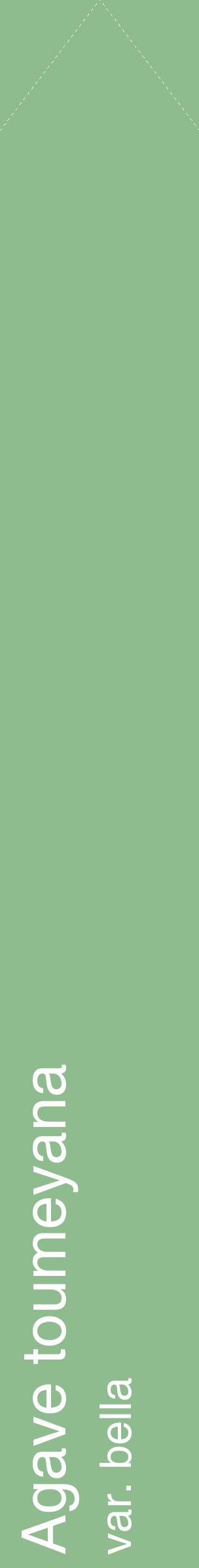 Étiquette de : Agave toumeyana var. bella - format c - style blanche13_simplehel avec comestibilité