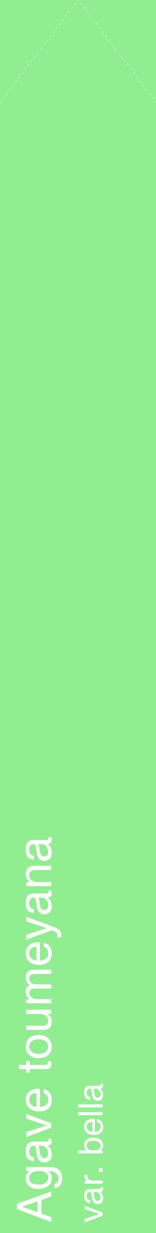 Étiquette de : Agave toumeyana var. bella - format c - style blanche15_simplehel avec comestibilité