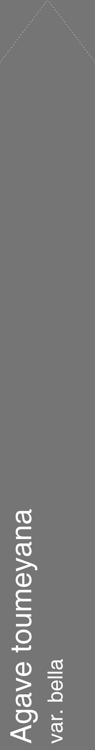 Étiquette de : Agave toumeyana var. bella - format c - style blanche5_simple_simplehel avec comestibilité - position verticale
