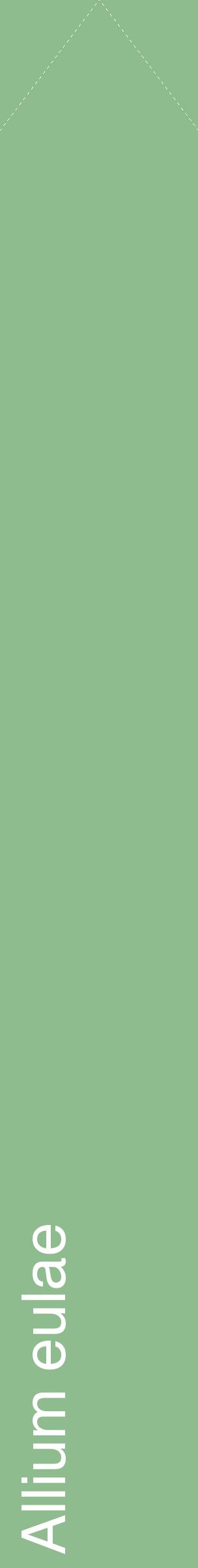 Étiquette de : Allium eulae - format c - style blanche13_simplehel avec comestibilité