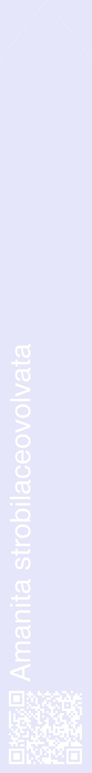 Étiquette de : Amanita strobilaceovolvata - format c - style blanche55_simplehel avec qrcode et comestibilité