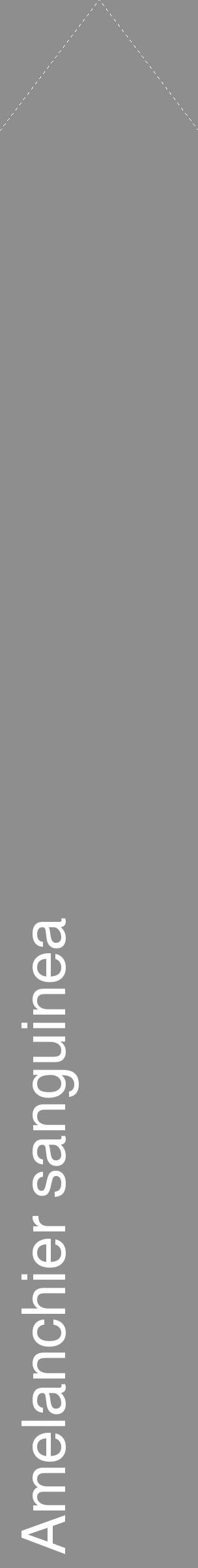 Étiquette de : Amelanchier sanguinea - format c - style blanche25_simple_simplehel avec comestibilité - position verticale