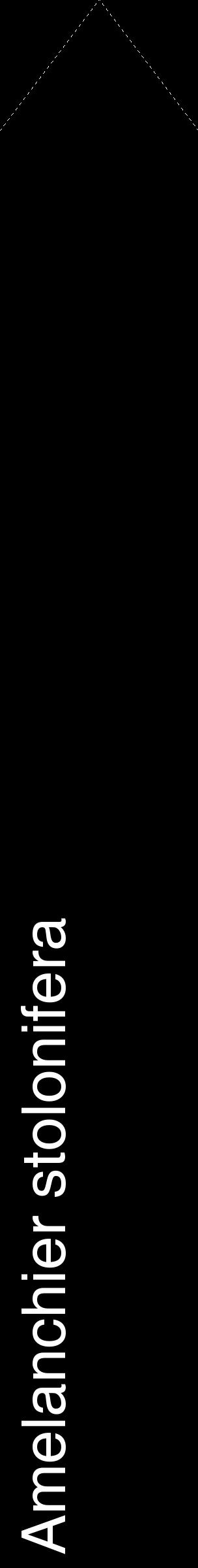 Étiquette de : Amelanchier stolonifera - format c - style blanche59_simplehel avec comestibilité