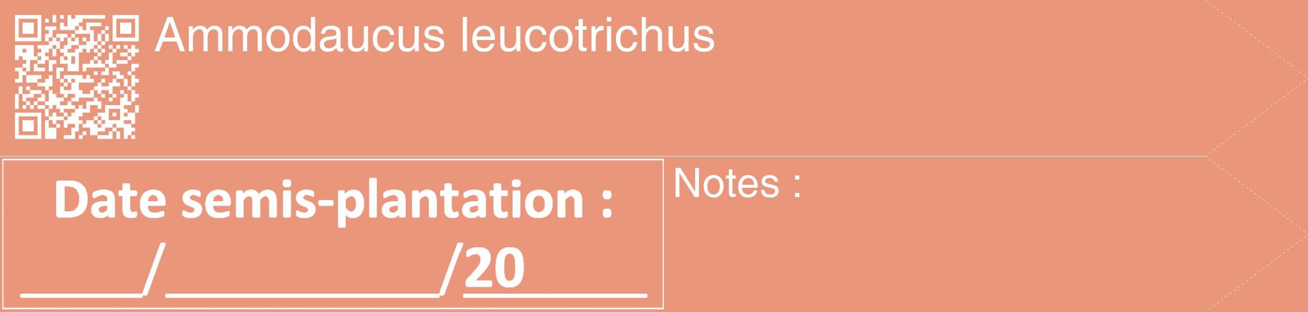 Étiquette de : Ammodaucus leucotrichus - format c - style blanche37_simple_simplehel avec qrcode et comestibilité