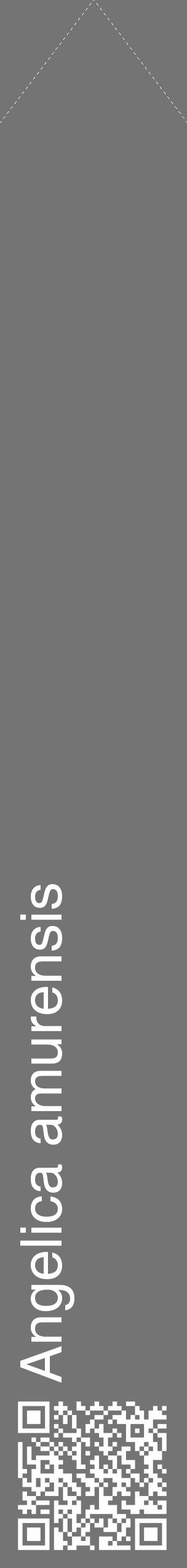Étiquette de : Angelica amurensis - format c - style blanche26_simple_simplehel avec qrcode et comestibilité - position verticale