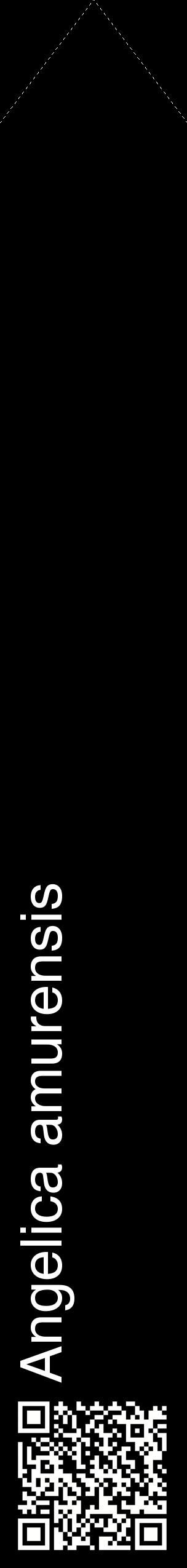 Étiquette de : Angelica amurensis - format c - style blanche59_simplehel avec qrcode et comestibilité