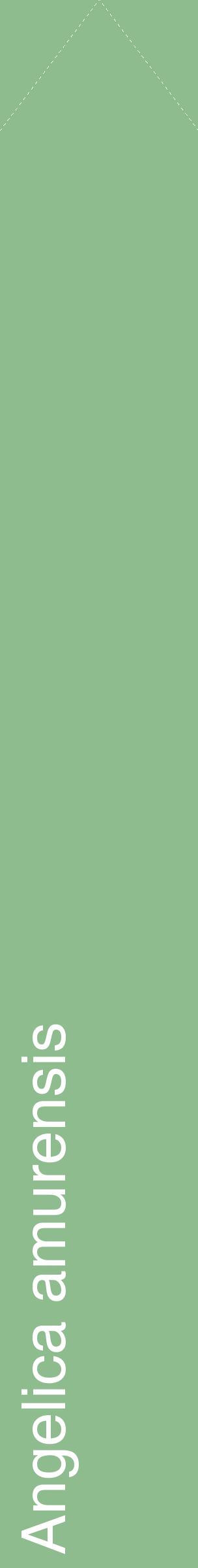 Étiquette de : Angelica amurensis - format c - style blanche13_simplehel avec comestibilité