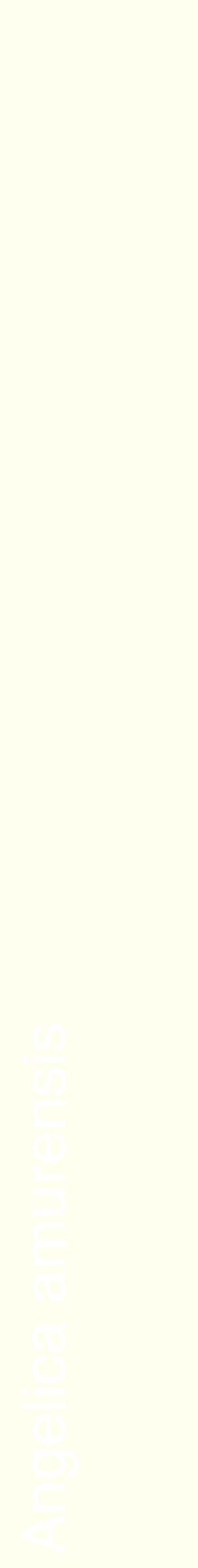 Étiquette de : Angelica amurensis - format c - style blanche19_simplehel avec comestibilité