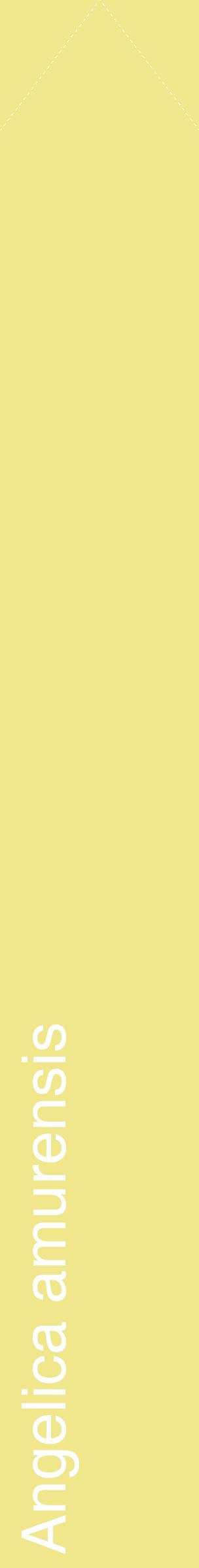 Étiquette de : Angelica amurensis - format c - style blanche20_simplehel avec comestibilité