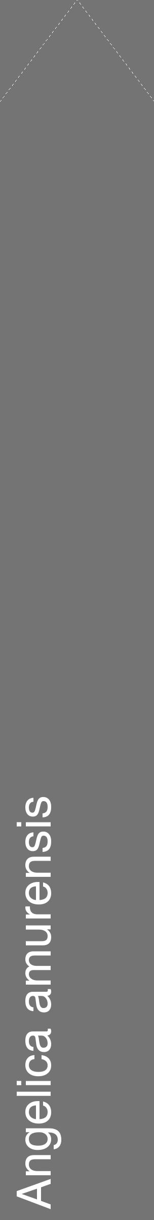 Étiquette de : Angelica amurensis - format c - style blanche26_simple_simplehel avec comestibilité - position verticale
