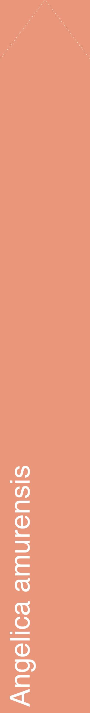 Étiquette de : Angelica amurensis - format c - style blanche37_simplehel avec comestibilité