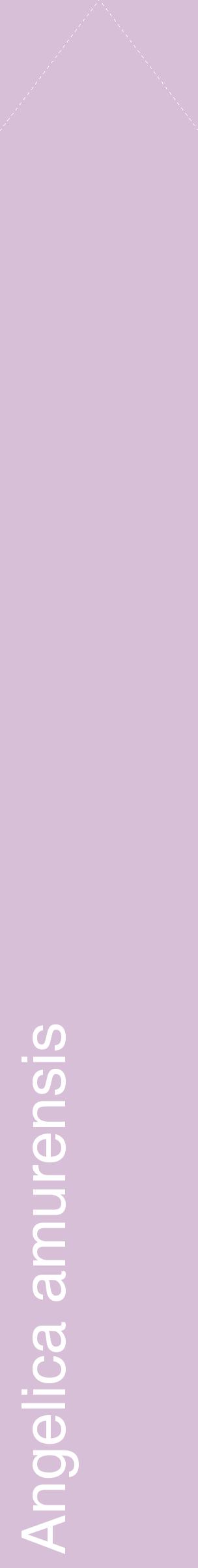 Étiquette de : Angelica amurensis - format c - style blanche54_simplehel avec comestibilité