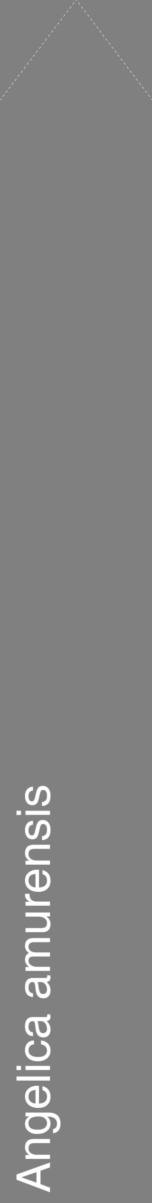 Étiquette de : Angelica amurensis - format c - style blanche57_simplehel avec comestibilité