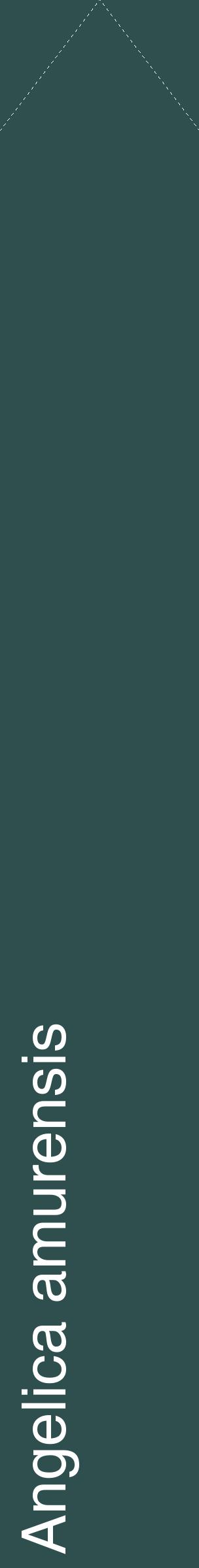 Étiquette de : Angelica amurensis - format c - style blanche58_simplehel avec comestibilité